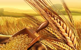 Wheat stocks: Punjab, Khyber Pakhtunkhwa, Balochistan witness substantial decline