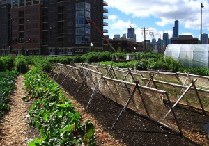 Agribusiness is greener than urban farming