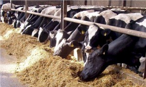 Dairy farmers: USAID supports consultative workshop 