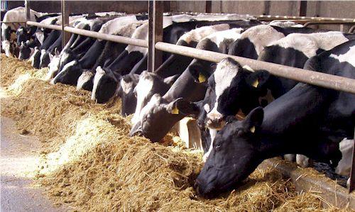 Dairy farmers: USAID supports consultative workshop