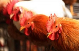 Exports Can Fetch Valuable Foreign Exchange, Says Poultry Association 