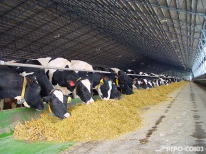 HOW TO START A DAIRY FARMING BUSINESS IN PAKISTAN