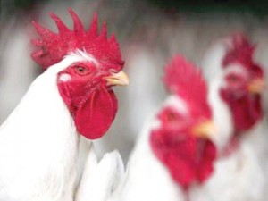 Poultry industry: Business booms  with growing demand, new tech