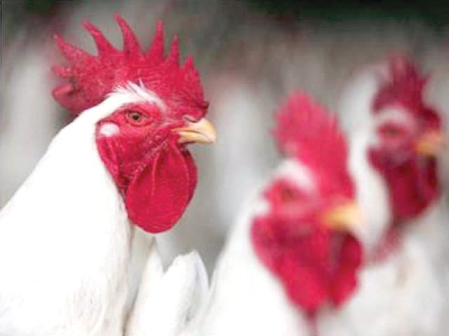 Poultry industry: Business booms with growing demand, new tech