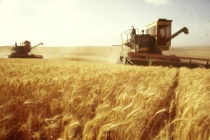 Russia's wheat prices up as EU export demand recovers