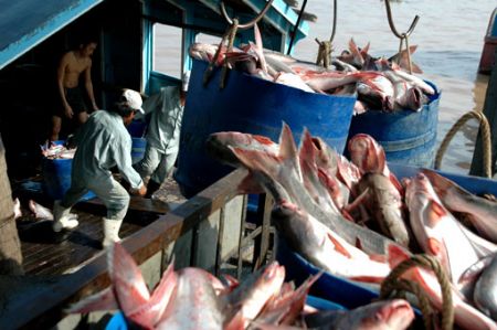 Seafood exports surge by $85.2 million