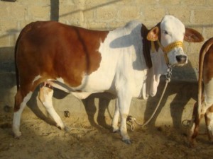 Starting a Dairy Farm Business 