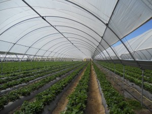 Tunnel farming losing momentum