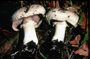 Agaricus bisporus var bisporus