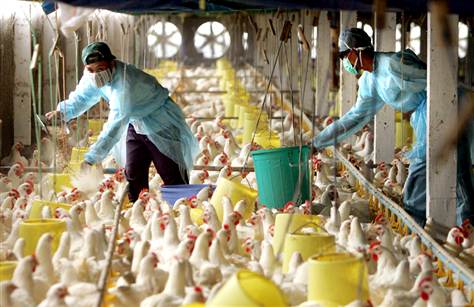 Bird Flu and Chicken Factory Farms: Profit Bonanza for US Agribusiness