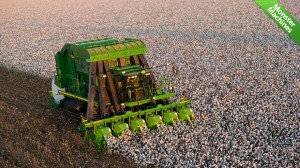 King of the Cotton Pickers