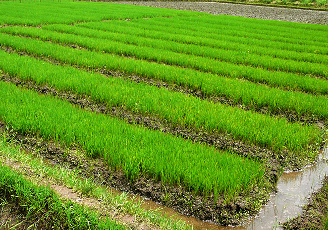 Pakistan Agribusiness Report Q4 2009 (Business Monitor International)