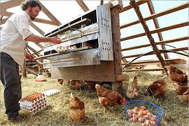 Factory Egg Farming is controlled by BIG AGRIBUSINESS…