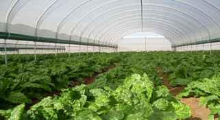 Farmers go for tunnel technology to improve productivity