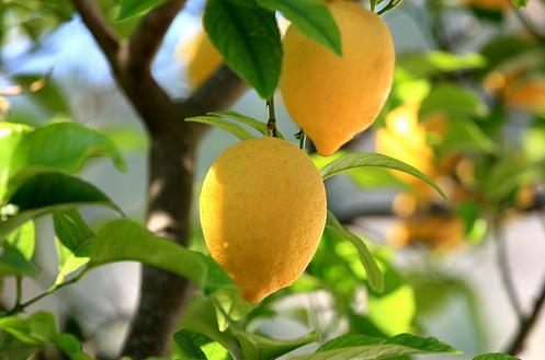 How to Grow Citrus Fruits