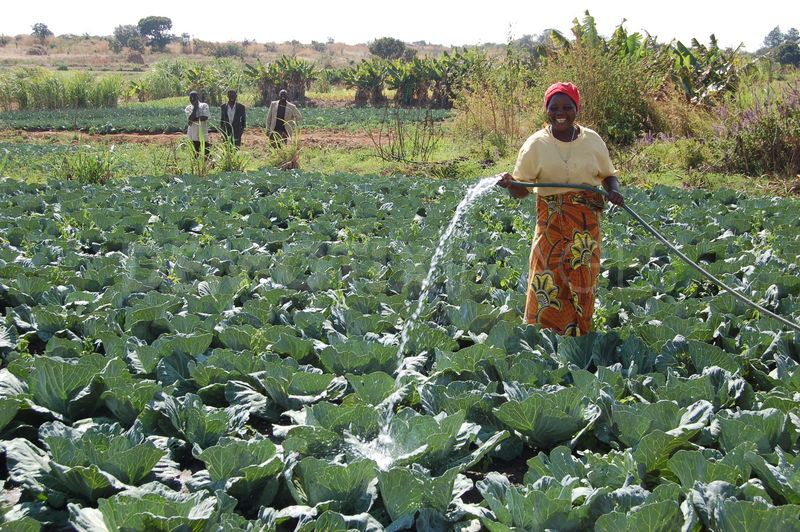 Irrigation can shield Africa’s farmers from the effects of climate change