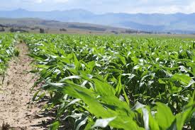 Matatiele farming community to celebrate successful first harvest