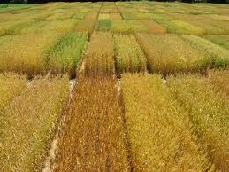 Pakistan develops Ug99-resistant wheat varieties