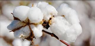 Cotton market: rates firm on rising demand by mills