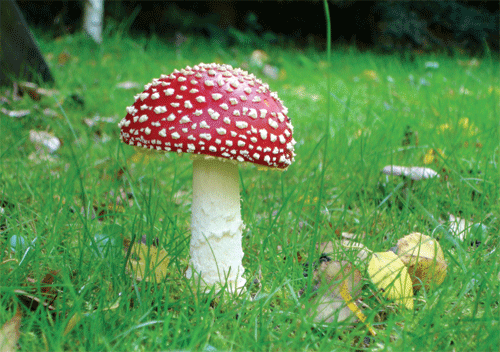 Mushroom Cultivation And Spawn Preparation