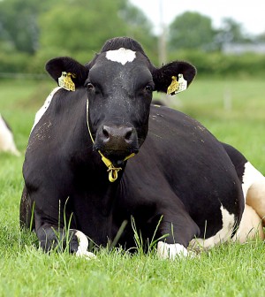 Scientists discover ‘fat gene’ in cows