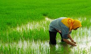 Farmers, rice millers to work towards value addition in Pakistan