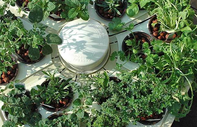 hydroponics-in-pakistan