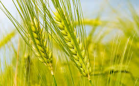 Wheat sowing advisory issued to avoid yield loss in Pakistan