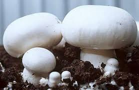 Buy Fresh Button Mushroom in Islamabad