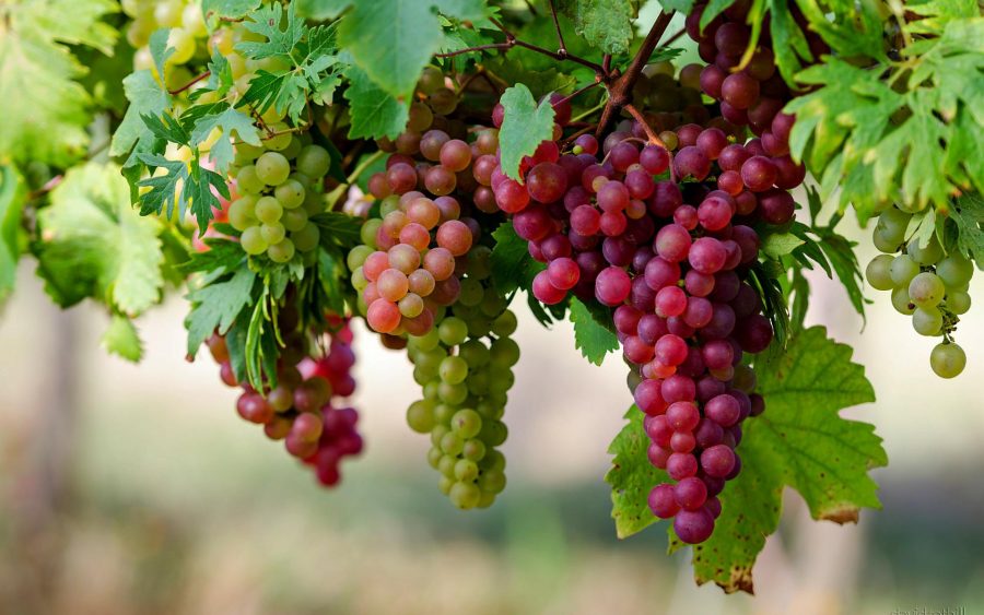Production of Grapes in paksitan Agribusiness Pakistan