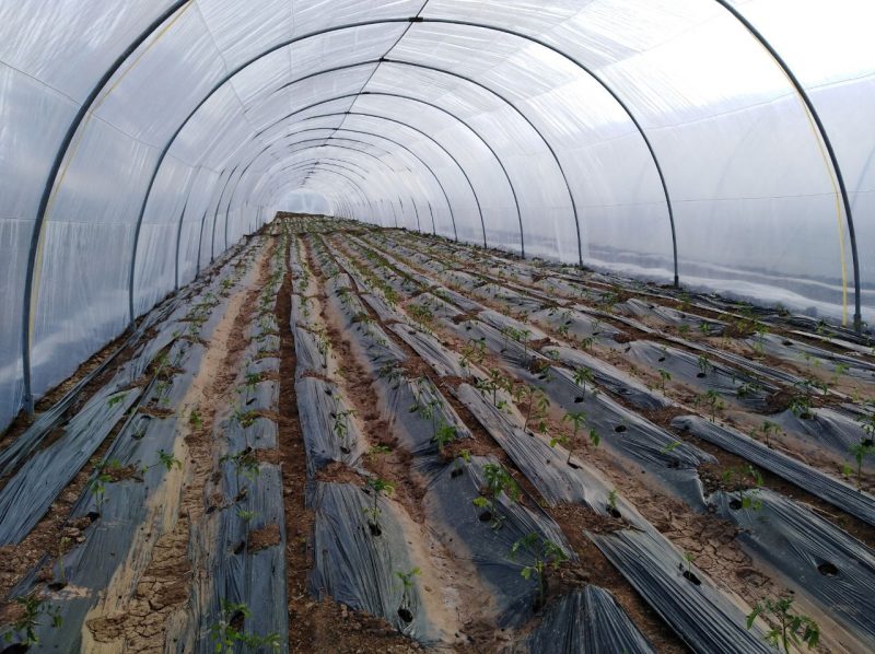 Tunnel farming structure
