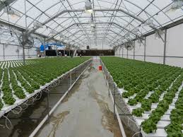 Greenhouse manufacturers in Pakistan