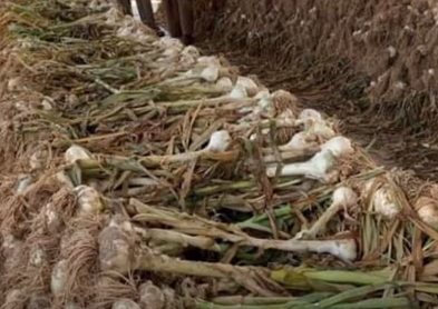 NARC G-1 Garlic Farming in Pakistan