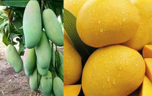 All Time Mango Plant Farming (Baramashi Mango in Pakistan