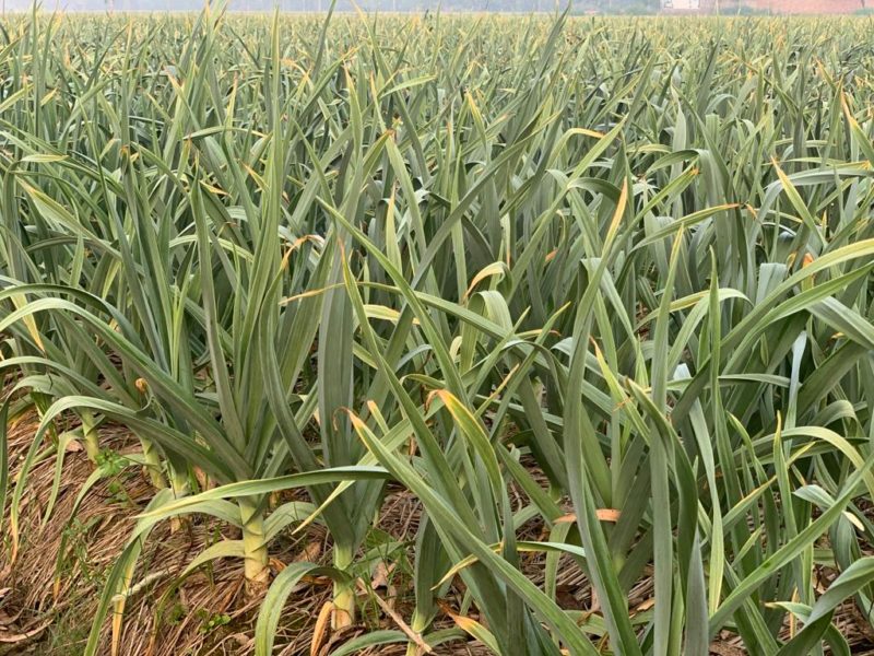 G1 Garlic: A Great Investment Opportunity for Farmers and Investors in Pakistan