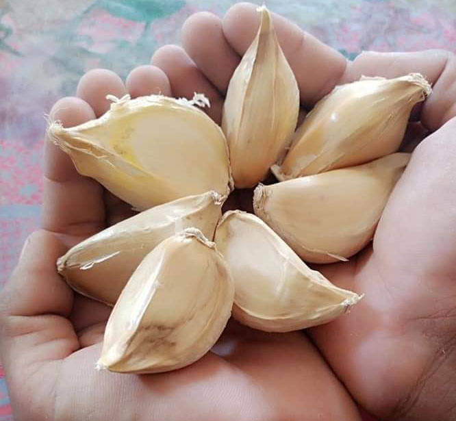 G1 garlic in Rawalpindi