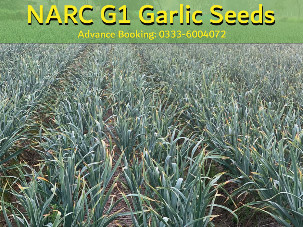 G1 garlic seeds