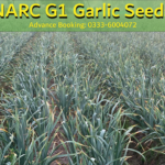 G1 garlic seeds