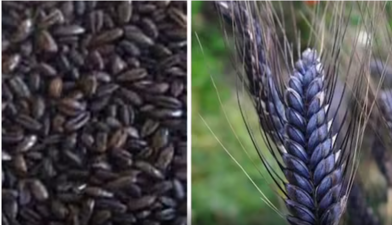 Black Wheat in Pakistan