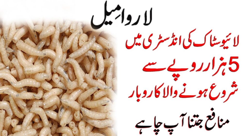 Mealworms business in Pakistan