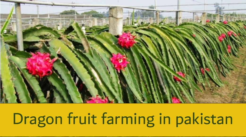 Dragon Fruit Farming in Pakistan