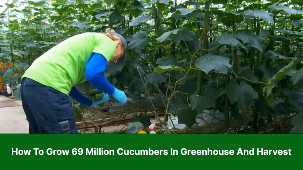 How To Grow 69 Million Cucumbers In Greenhouse And Harvest