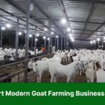 How to Start Modern Goat Farming Business in Pakistan