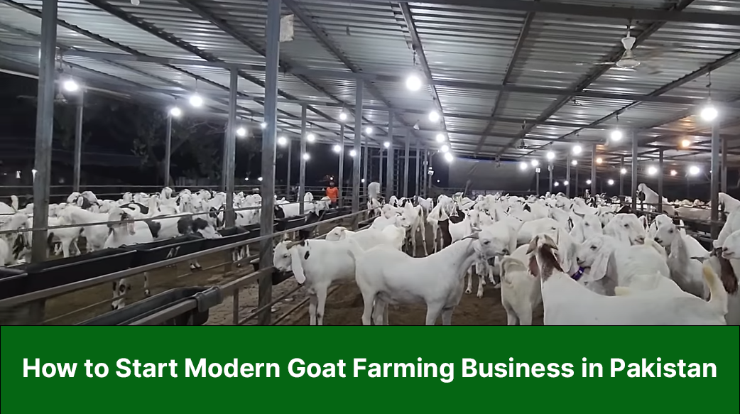 How to Start Modern Goat Farming Business in Pakistan