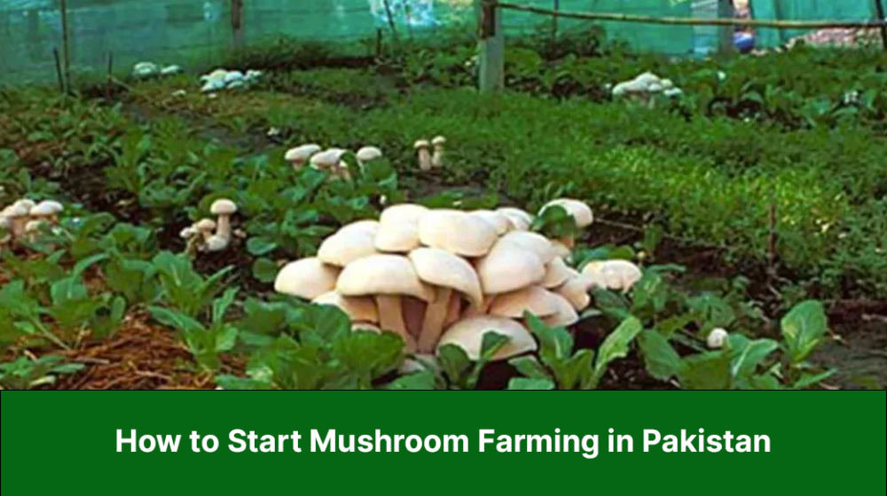 How to Start Mushroom Farming in Pakistan