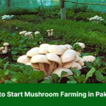 How to Start Mushroom Farming in Pakistan