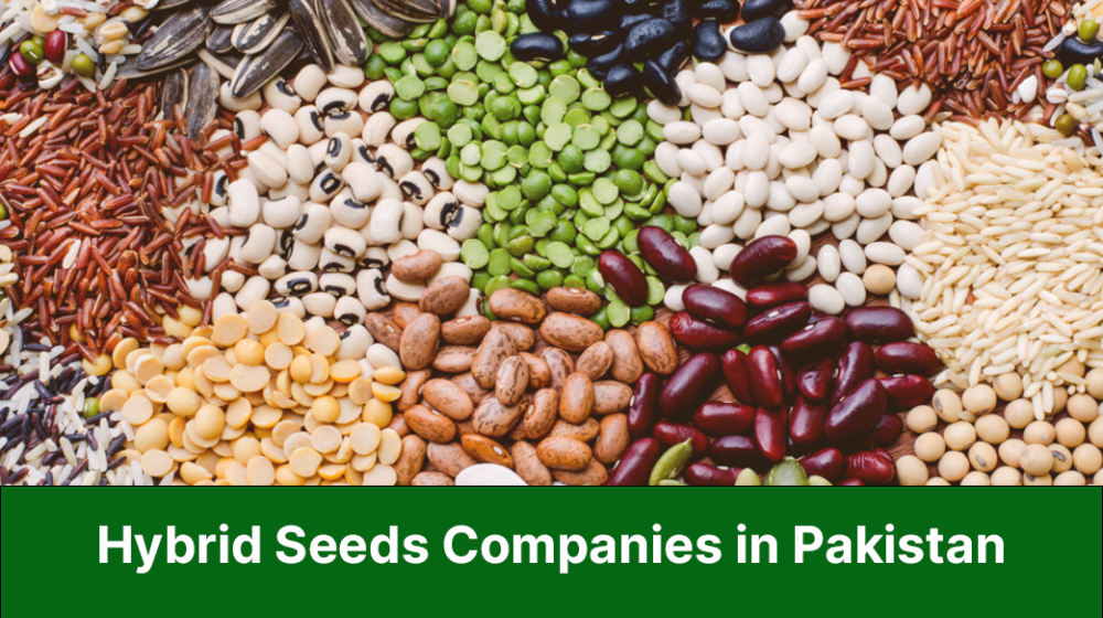 Hybrid Seeds Companies in Pakistan
