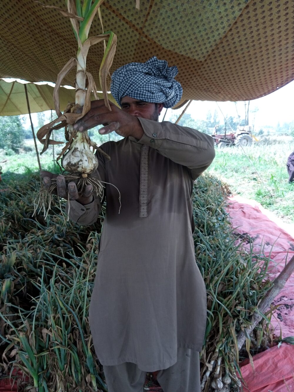 G1 garlic in Pakistan