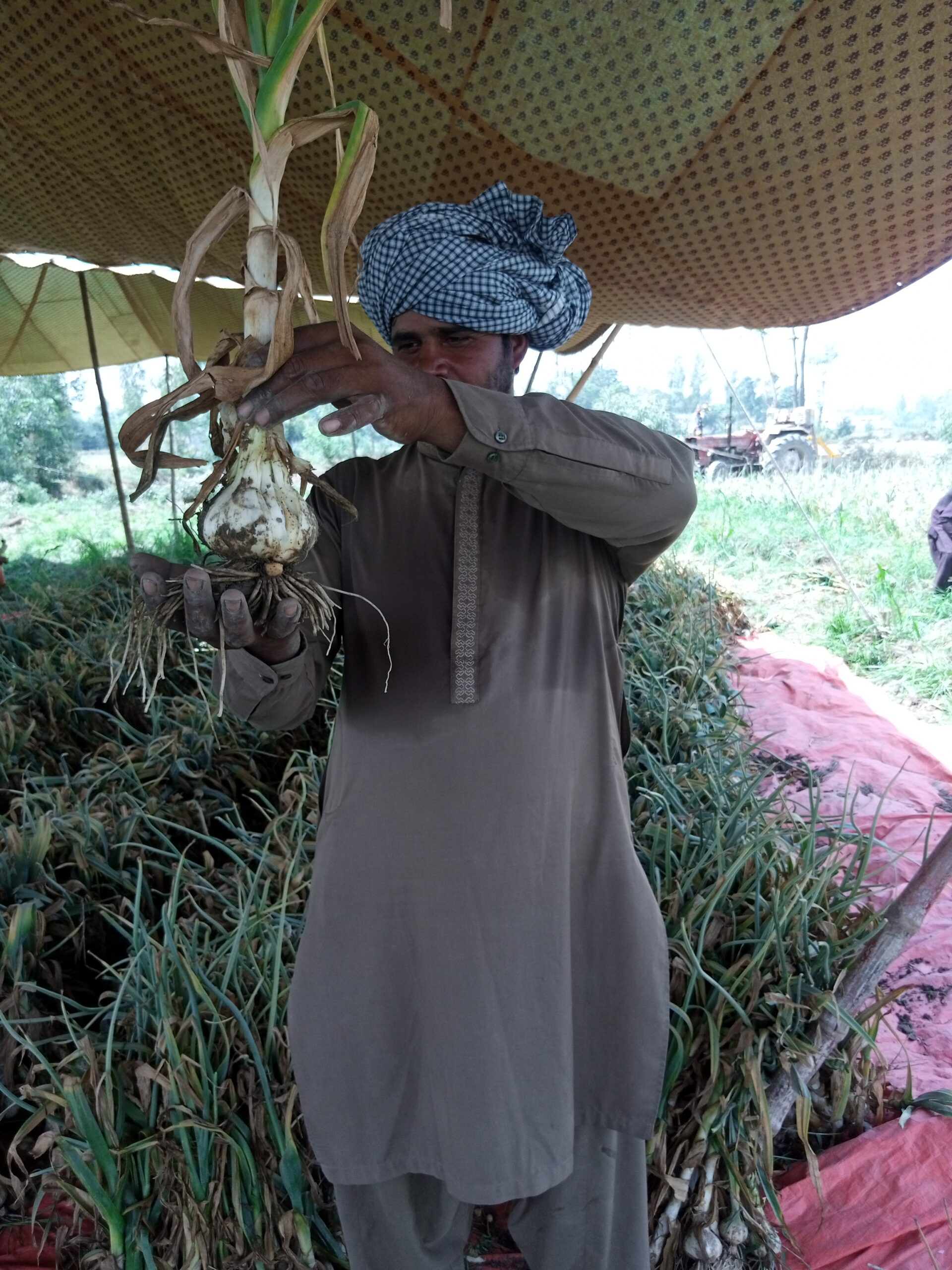 G1 garlic price per kg today