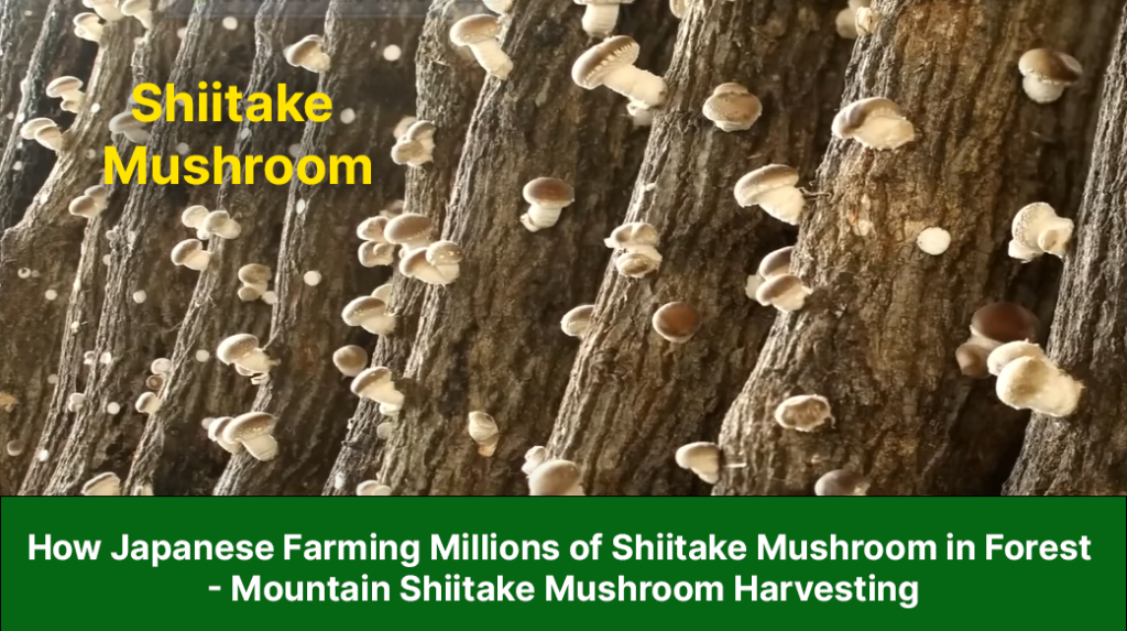 Shintake How Japanese Farming Millions of Shiitake Mushroom in Forest – Mountain ...